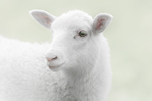 White lamb looking to the side in a green pasture environment
** Note: Shallow depth of field